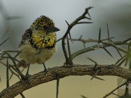 Western_Corridor_(Kirawira)2003-091